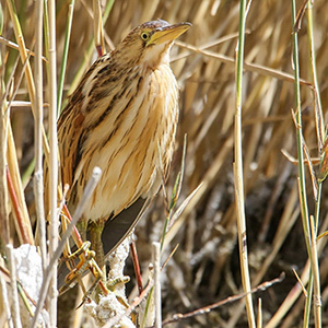 Little Bittern